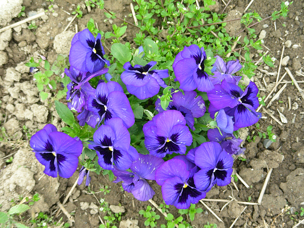 pansy in flower